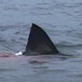 Best of Shark Week: Air Jaws II: Even Higher