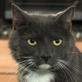 Petfinder: Spay or Neuter Cats