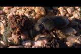 Buggin&rsquo; With Ruud: Dung Beetle Navigation