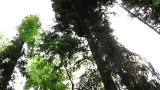 Stranger Among Bears: Grizzly Climbs to 50 Feet