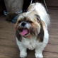 Bissell Pet Games Week 5: Ring Around the Rosie