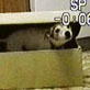 Bissell Pet Games Week 8: Jack in the Box