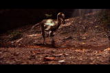 Dinosaurs: Coelurus: Skull Found
