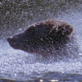 Planet Earth: Freshwater: Salmon Hunt