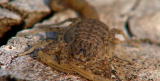 Buggin' With Ruud: Marble Scorpion