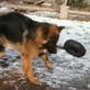Bissell Pet Games Week 3: Watch Nicoh GO!