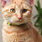 Petfinder: How to cat proof your home