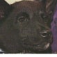 Amazing Animal Videos: Lucky the Dog