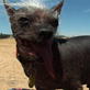 World's Ugliest Dog : All in the Family