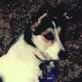 The Pet Psychic: A Dog Loses a Limb