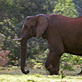 Cave Elephants: A Jumbo-Sized Fear