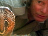 Austin Stevens: Spectacled Cobra