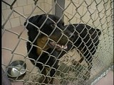 Animal Cops Houston: Rescued Rottweilers