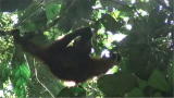 News: Orangutan Kiss Noise Deceitful