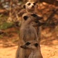 Meerkat Manor: Enemies