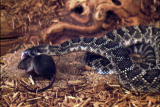 I Was Bitten: Rattlesnake Venom