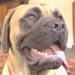 Mastiff : Dog Breed Selector : Animal Planet