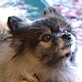 Breed All About It: Pomeranian