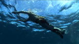 Man vs. Wild : Gone Ashore