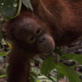 Orangutan Island: Jordan the Unpopular?