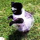 Bissell Pet Games Week 8: Pom Pom Dance
