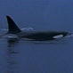 Weird True & Freaky: Orca vs Sperm Whales