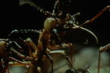 Weird True & Freaky: Army Ants Mob Hunting