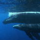 play video on Animal Planet