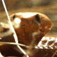 Meerkat Manor: A Snake in the Grass