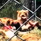 Untamed and Uncut: Lions Maul Zookeeper