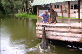 Crocodile Feeding Frenzy: Leaping Lizards