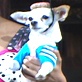 Pet Trends: Fashion Week: Couture Fashion Show: Part 2