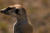play video on Animal Planet
