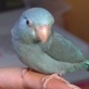 Pet Trends with Maggie Gallant: This Bird's for You