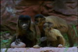 Fooled by Nature: Crafty Capuchins