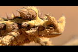 Corwin's Quest: Thorny Devil