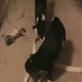 Bissell Pet Games Week 6: Tug Of War