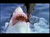 : Get Up Close With a Great White (or Two)