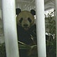 Meet the Pandas: Pandas In Flight