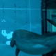 play video on Animal Planet