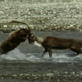 Weird True & Freaky: Bear vs Caribou