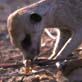 Meerkat Manor: An Epic Story