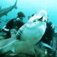 Shark Bites: Reef Shark