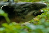 What's To Love: Tapir