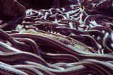Fooled by Nature: Garter Snake
