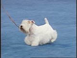 AKC/Eukanuba: Brilliant Ben