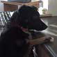 Bissell Pet Games Week 7: Funniest Dog Moments