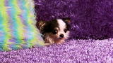 Most Outrageous: Boo Boo