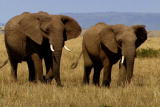 Planet's Best: African Elephant