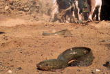 Fooled by Nature: Lungfish